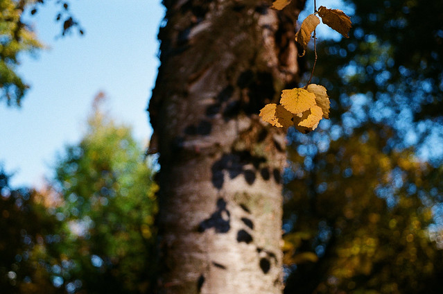 Autumn on Film