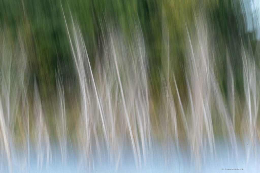 Birch blur