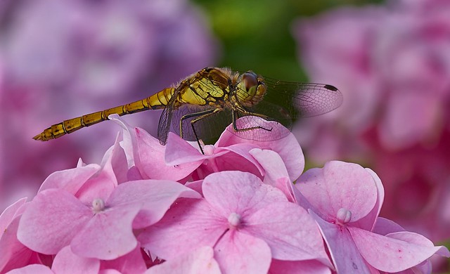 Dragonfly On Flower (Explored)
