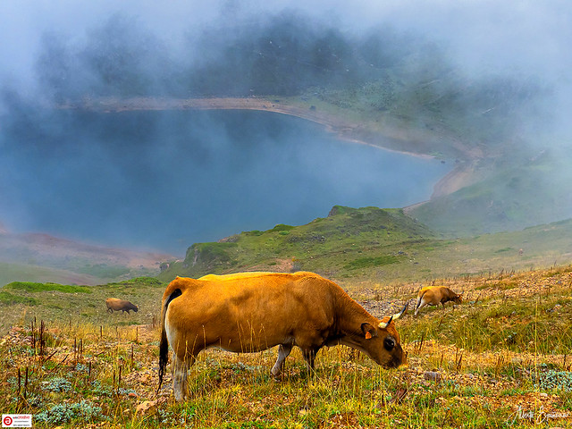 Misty cows