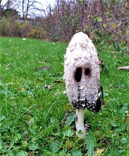 Sad spooky shaggy inkcap fungus | by Lorn Dey (Lena the Hyena)