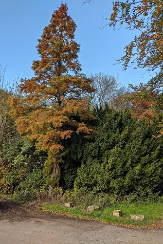 autumnal trees, Balbirnie, Fife