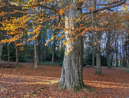 autumnal Tree, Balbirnie, Fife,