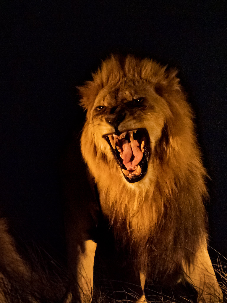 Lion Roar Night Shot