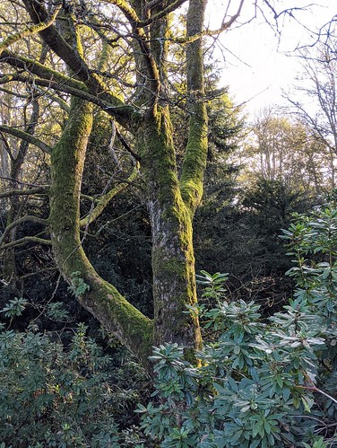 tree, moss, Balbirnie, Fife