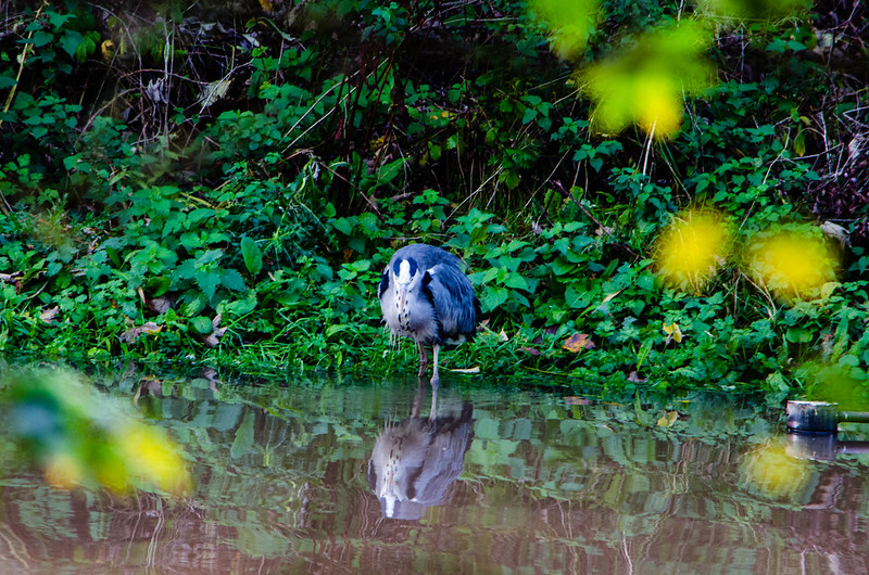 Heron fishing, swan nearby, Stratford