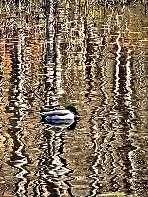 Duck reflection #2