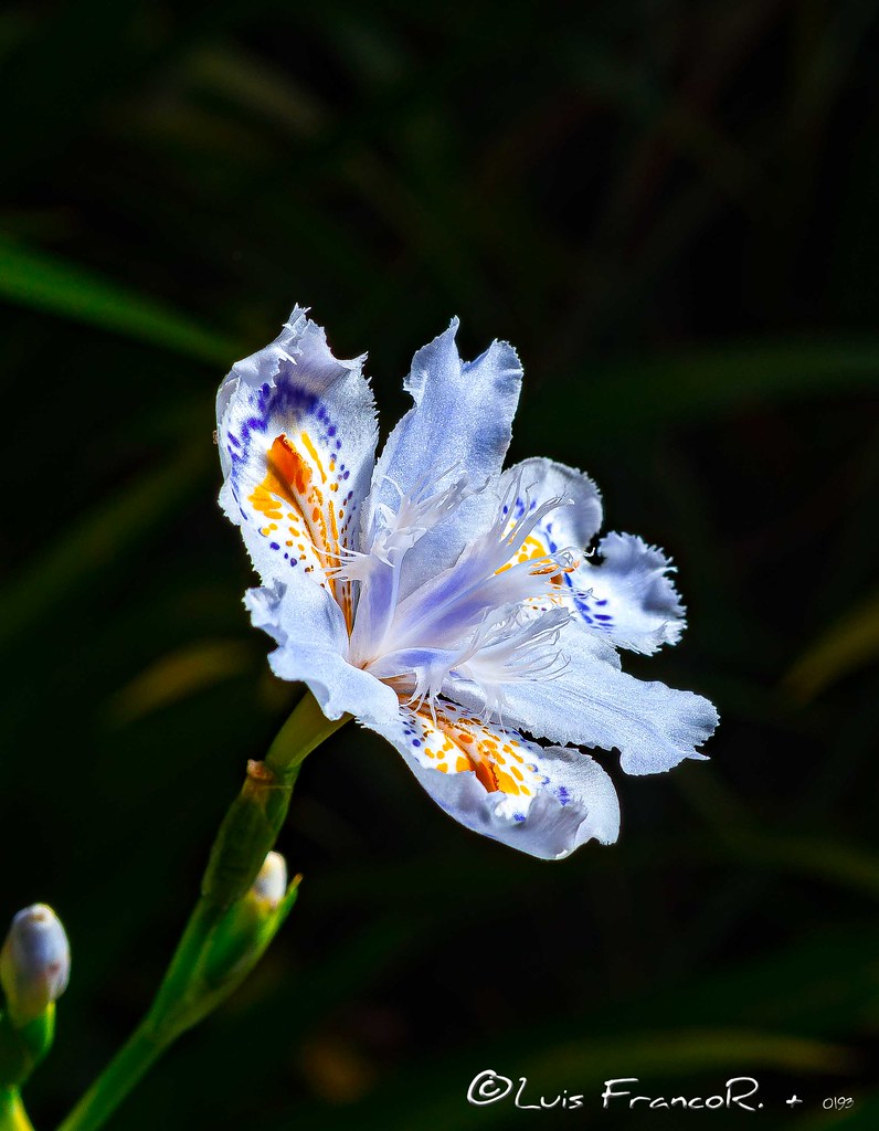 Iris Japanic colors