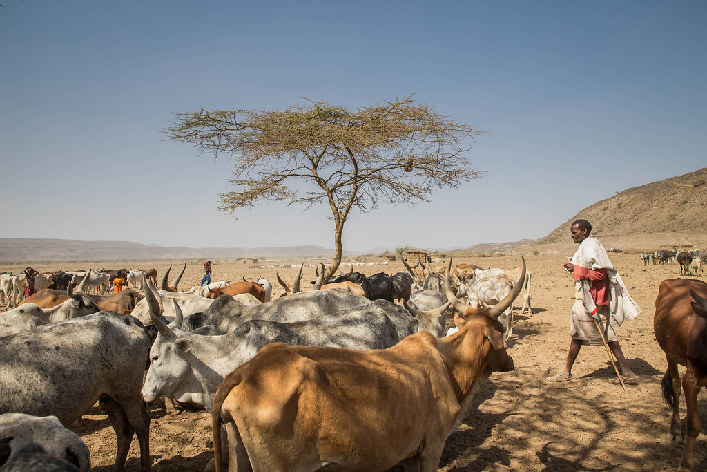 埃塞俄比亞已經承諾用雞、山羊等氣候影響較小的動物代替一部分牛的養殖。圖片來源：Ayene / UNICEF Ethiopia, CC BY NC ND