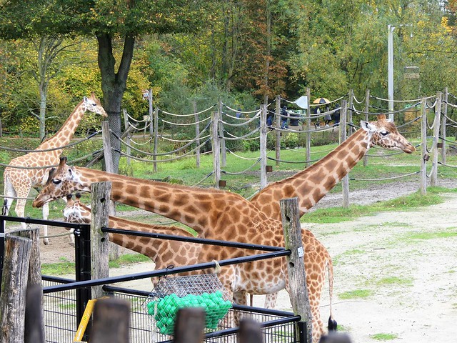 Zoo Planckendael