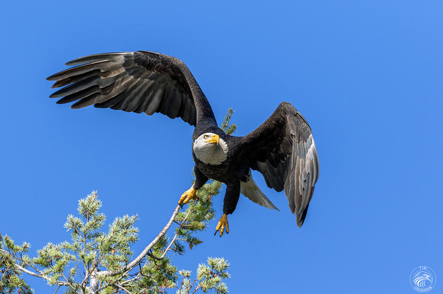 Bald Eagle in north Idaho.