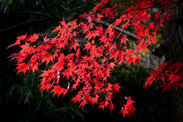 An Acer at Kingston Lacy
