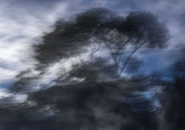 Wind in the Trees