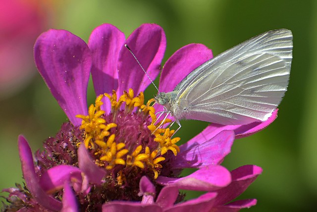 White butterfly on zinnia flower