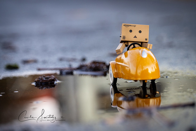 Danbo out for a ride (Explored)