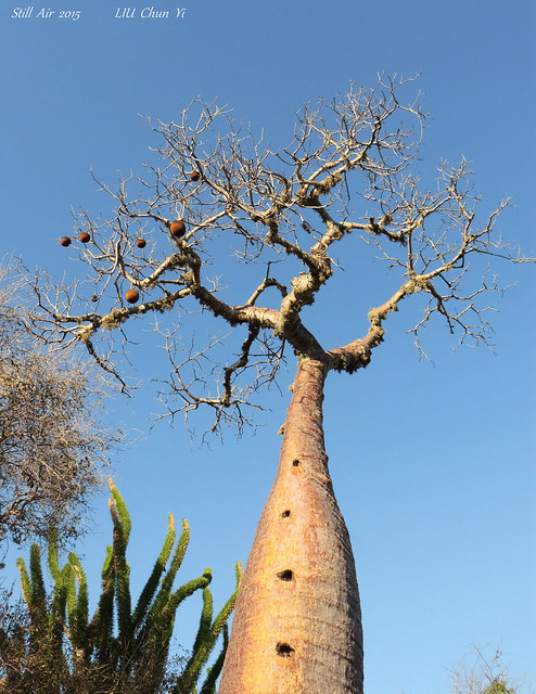 Baobab (MG-ABB-00030-2015)