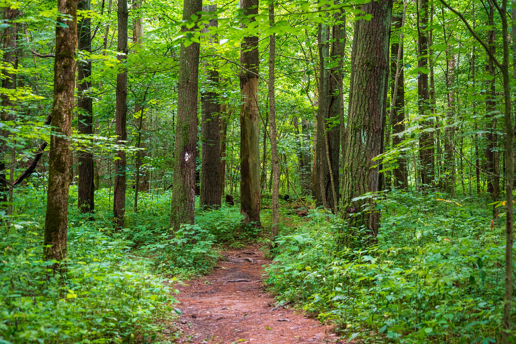 Wildcat Hollow