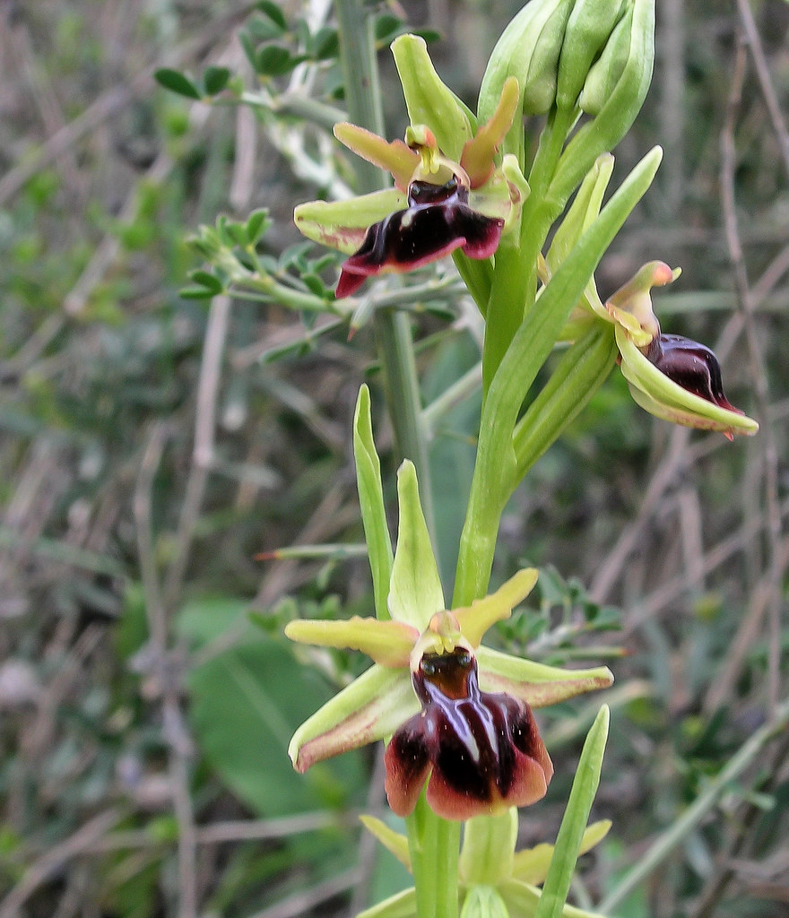 Ophrys hybride  ?