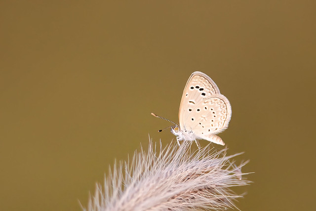 A Tiny Dark Grass Blue Butterfly