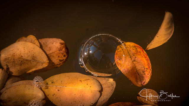Fall leaves and bubbles-34094.jpg
