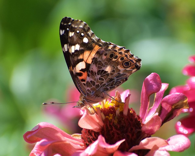 Painted lady butterfly on zinnia flower