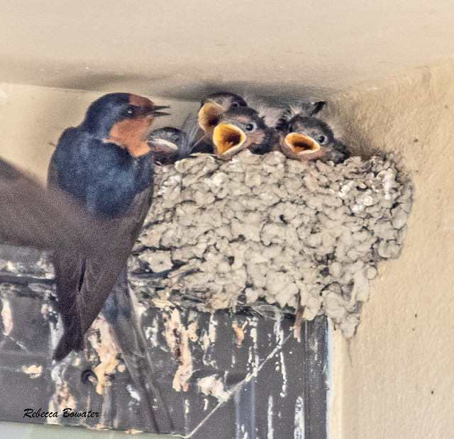 Welcome Swallow Nest