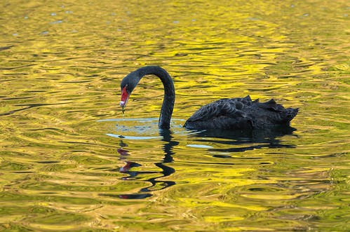 black swan feeding sunset lake mangamahoe lakemangamahoe newplymouth newzealand spring