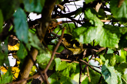 Bird in a bush: reclusive goldcrest