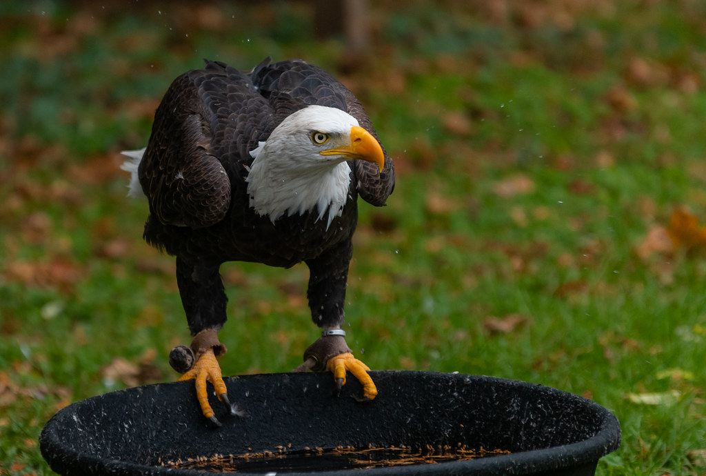 Canadian Raptor Conservancy - 2021 | Flickr