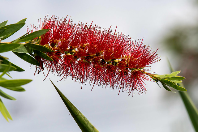 Australian native shrub the Red Bottlebrush in bloom