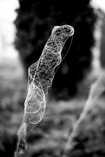 Tubular spider web