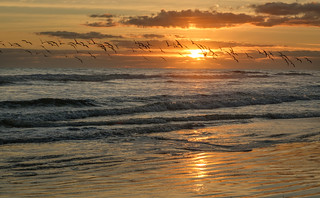Florida Waterscapes: A Sunrise Volery.