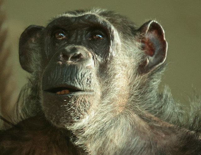 chimpanzee Leentje artis 9K2A0254