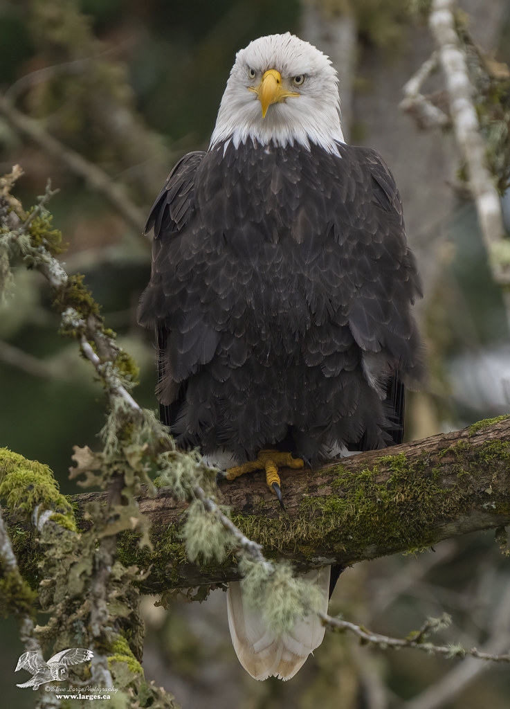 Watching From Above (Bald Eagle)