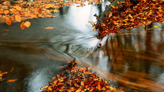 Floating down the autumn river