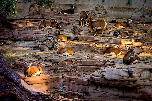 city zoo zoológico zoològic park parco parc parque muflon rocks sun sunset atardecer light daylight shadow shadows color colour colores colours colors barcelona bcn outside outdoor outdoors