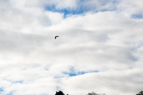 Stratford, cormorant flying downstream