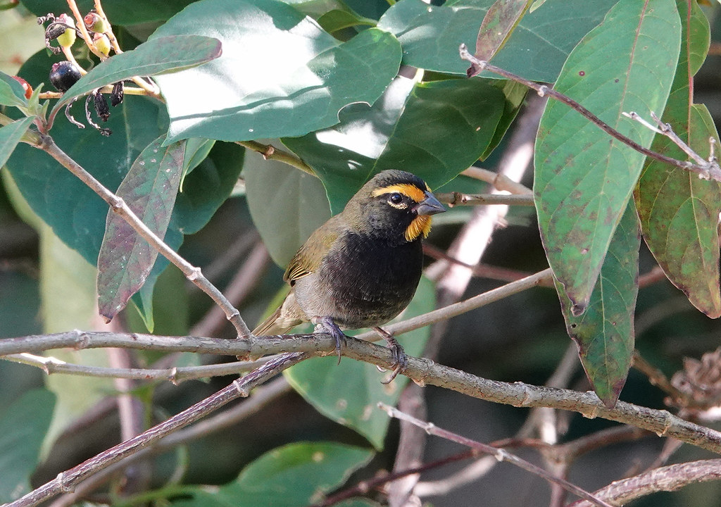 Yellow--faced Grassquit