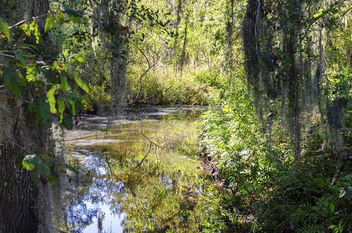 low country swamp wetlands coastal the south carolina landscape outdoor