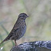 Flickr photo 'Lincoln's Sparrow (Melospiza lincolnii)' by: Mary Keim.