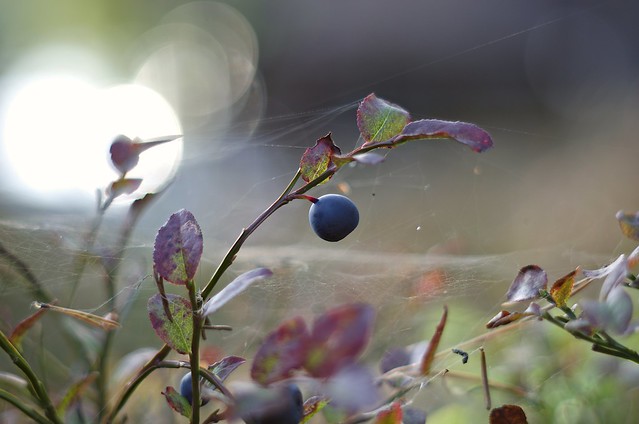 Blueberry and webs