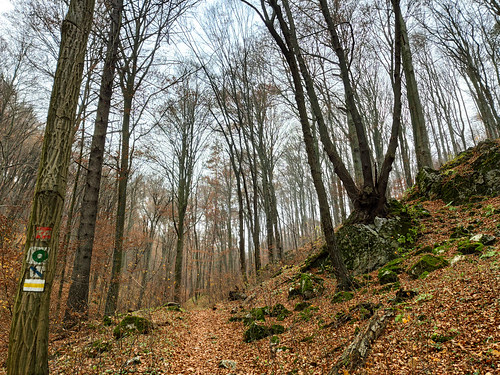 tree forest dolinaracławki leaves outdoor landscape autumn path signs 5k 20f 50f orientationl 10k
