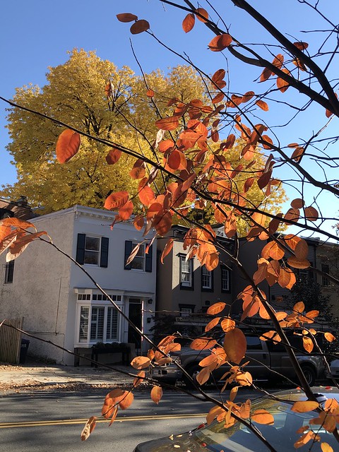 Fall color and houses on Florida Avenue NW, Dupont Circle, Washington, D.C.