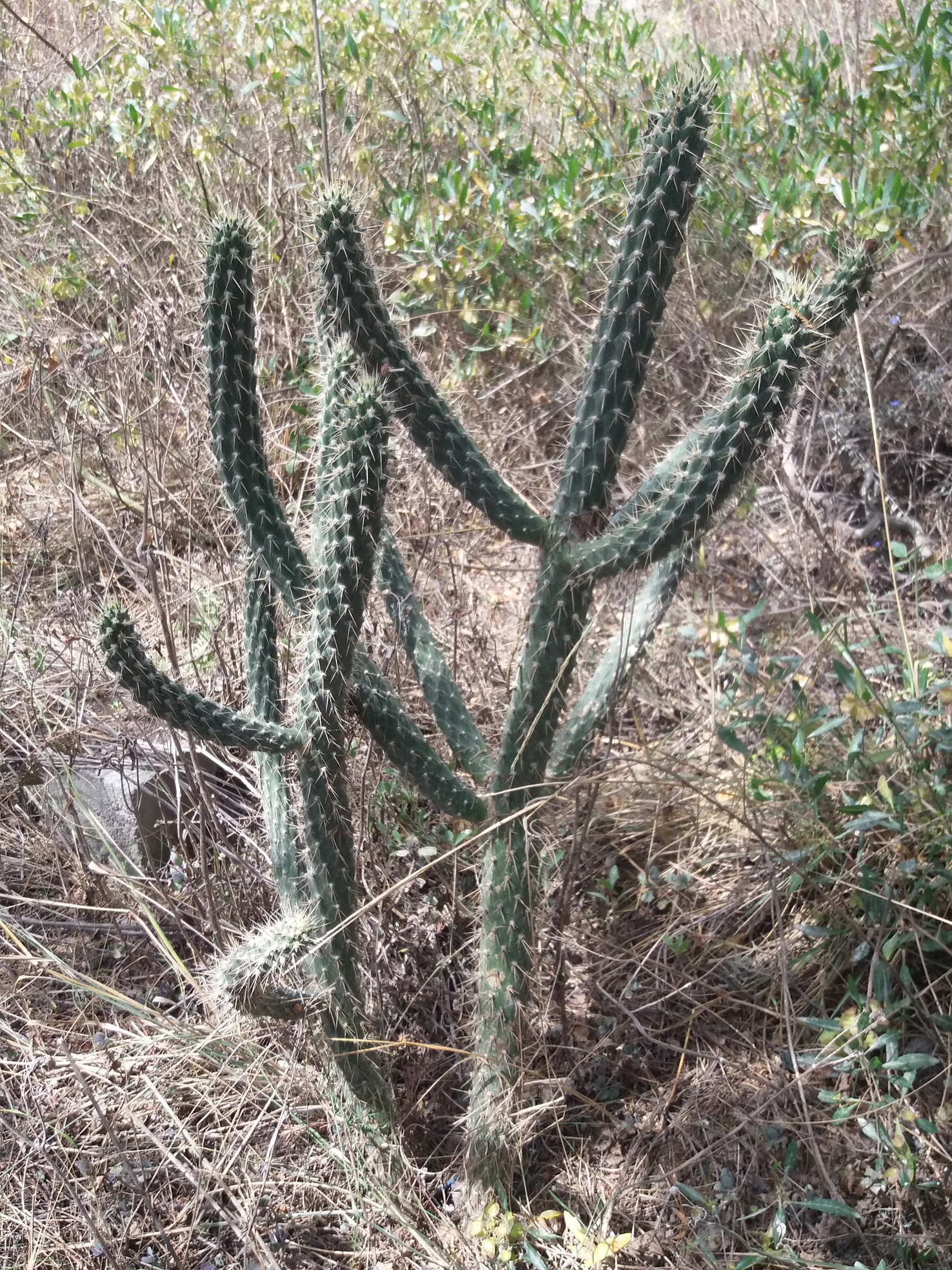 01771 CACTUS BLANCO: Austrocylindropuntia cylindrica – Repositorio 01771 CACTUS BLANCO: Austrocylindropuntia cylindrica – Repositorio