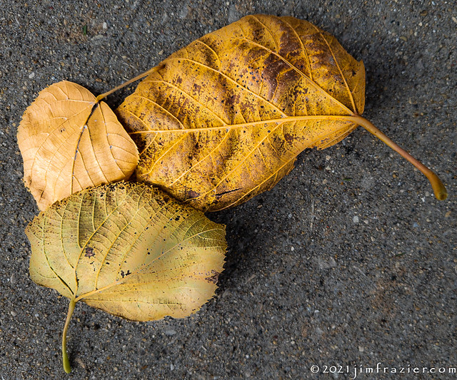 Three Leaves II