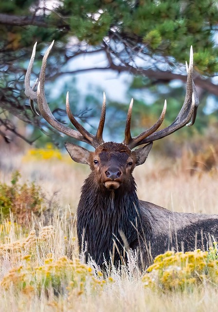 Rocky Mountain Elk (Cropped)