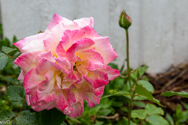 Today, season's first beautiful rain drenched Kordes Eleganza Athene Rose in bloom in our garden - on Explore 19 November 2021