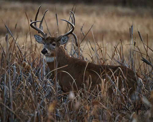 Big Buck In Cattails | by dcstep