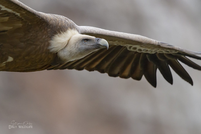 Griffon Vulture (Gyps fulvus) close flyby
