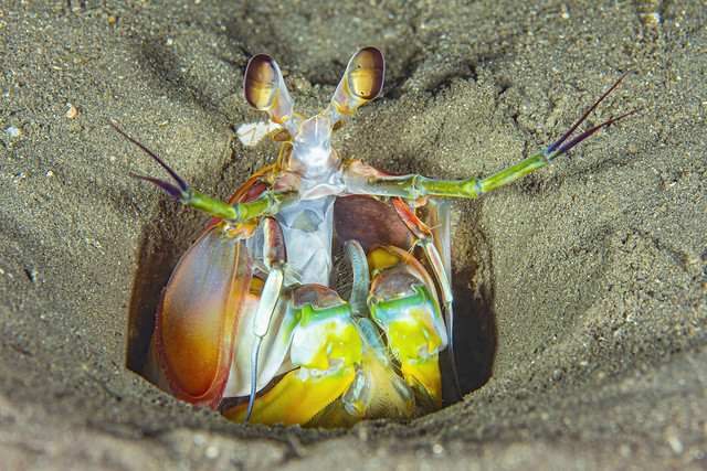 mantisshrimp2Nov7-21